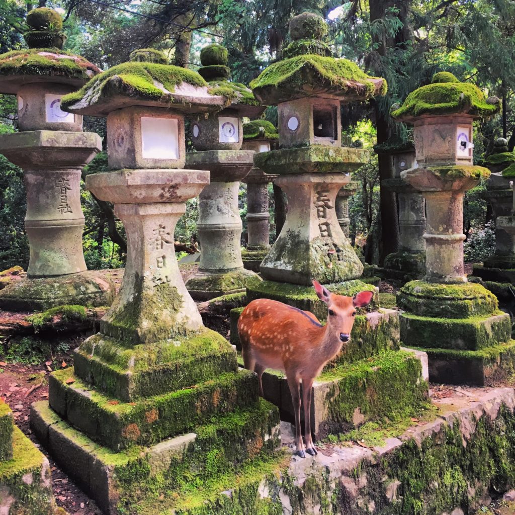 Japonya Nara Park Geyikli Park Gezen Robot